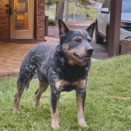 Loki - Australian Cattle Dog