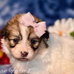 Peach - Red female Pembroke Welsh Corgi puppy in East Canton, Ohio from Victorian Farms
