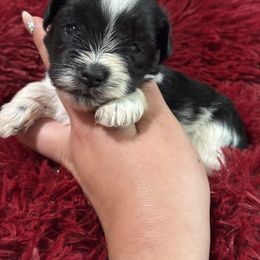 Miniature Schnauzer Puppies from Cali Sun-kissed Schnauzers