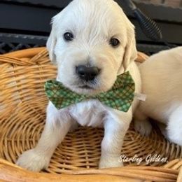 Golden Retriever Puppies from Sterling Goldens