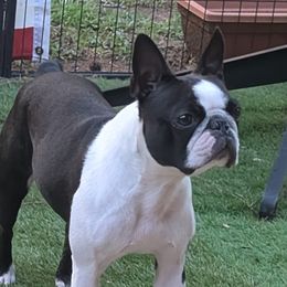Tipps - Boston Terrier