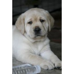 Labrador Retriever Puppies from Belquest Labradors