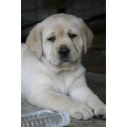 Labrador Retriever Puppies from Belquest Labradors