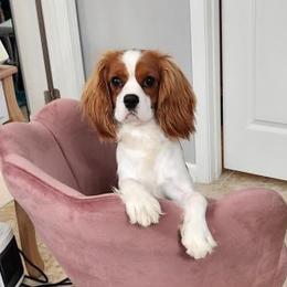 Abby - Cavalier King Charles Spaniel