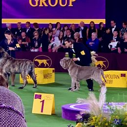 Neapolitan Mastiff All Grown Up from Consigliere Mastino