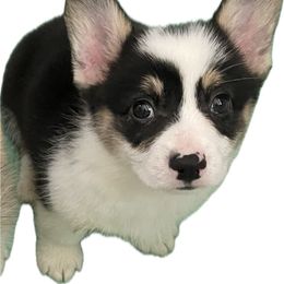 Pop - Black and white male American Corgi puppy in Hueytown, Alabama from AAA Corgis