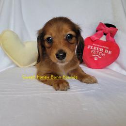 Companion Cross and Dachshund Puppies from Sweet Honey Bunn Hounds