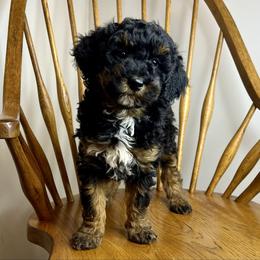 Pebble - Phantom female Goldendoodle puppy in Crawford, Mississippi from Magnolia State Poodles and Doodles