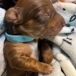 Turquoise Collar - Chocolate and tan male Dachshund puppy in Paradise, Texas from Cap Ranch Miniature Dachshunds