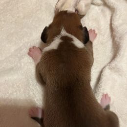 Boxer Puppies from Teressa's Boxers