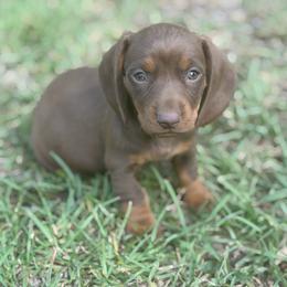 Delilah - Chocolate and tan female Dachshund puppy in Georgetown, South Carolina from Muddy Bay Kennels
