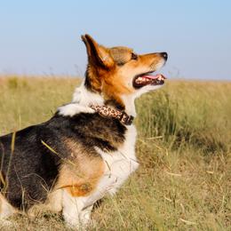 Skye - Pembroke Welsh Corgi