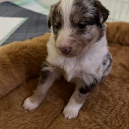Australian Shepherd Puppies from M3 Sassafrass Ranch
