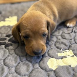 Bella - Wild boar female Dachshund puppy in Hardy, Arkansas from Tracy's Dachshunds