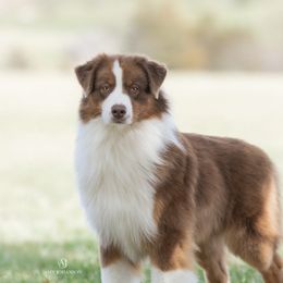 Arson - Australian Shepherd