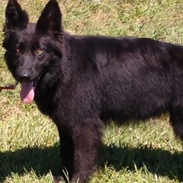 Osa - German Shepherd