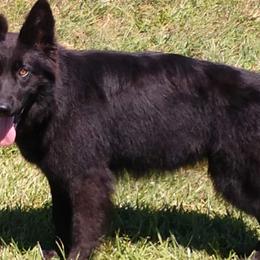 Osa - German Shepherd
