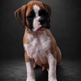 Black - Fawn male Boxer puppy in Okaloosa County, Florida from Archangel Boxers