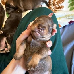 Girl 1 - Liver female Miniature Schnauzer puppy in Fredericksburg, Virginia from Liver Legends