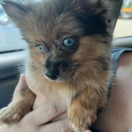 Dallie - Pomeranian