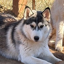 Stretch - Black and white male Siberian Husky puppy in Loudon, Tennessee from Kristari Siberians