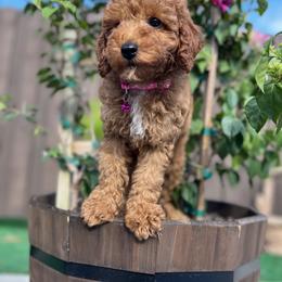Poodle Puppies from Sakura Poodles