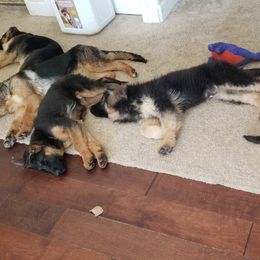 German Shepherds from Rodner German Shepherds