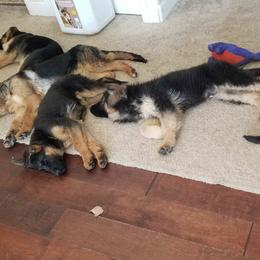 German Shepherds from Rodner German Shepherds