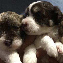 Havanese Puppies from Cloud 9 Havanese