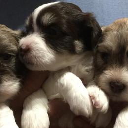 Havanese Puppies from Cloud 9 Havanese