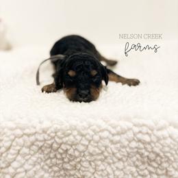 Gouda - Black & tan male Maltipoo puppy in Huntsville, Texas from Nelson Creek Farms