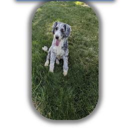 Chloe - Bernedoodle