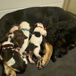 Cocker Spaniel puppies from Dream Catcher Cockers