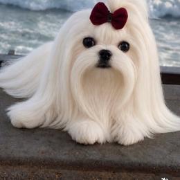 Maltese puppies from Chinadoll Maltese