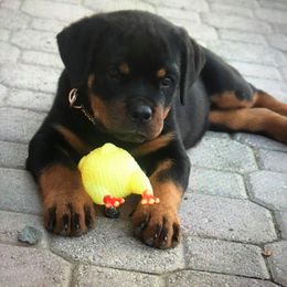Rottweiler Puppies from Bronx Von Bridges Rottweilers