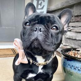 Eleanor - French Bulldog