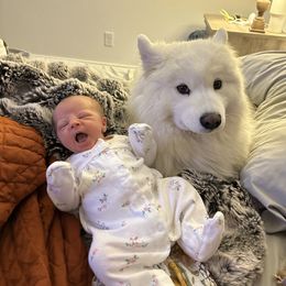 Samoyed All Grown Up from Marissa Wheeler