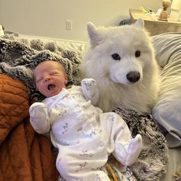 Samoyed All Grown Up from Marissa Wheeler