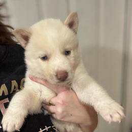 Boy 2 - White male Siberian Husky puppy in Laneville, Texas from ETX Huskies