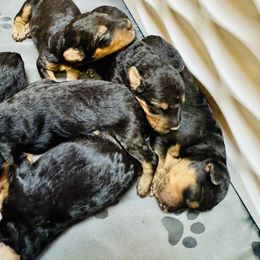 Boy 2 - male Airedale Terrier puppy in Branch, Michigan from Aim High Airedales & German Shorthaired Pointers