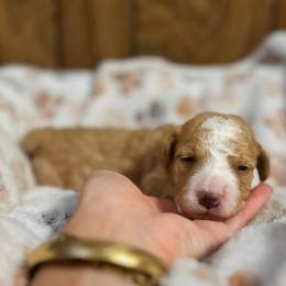 Terracotta - Apricot female Goldendoodle puppy in Pittsburg, Texas from Grace Springs Goldendoodles