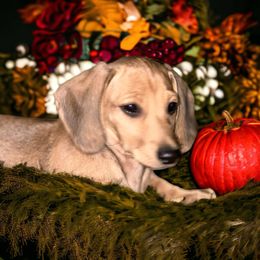 Sandy - Dachshund