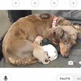 Boy 1 - Dapple male Dachshund puppy in Horizon City, Texas from Willipaws