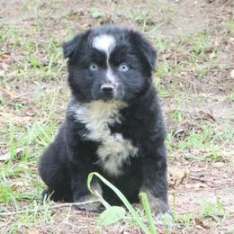 Bud - Black tri-color male Australian Shepherd puppy in Macon, Georgia from Shaina’s Shepherds