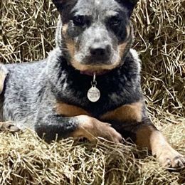 Australian Cattle Dogs from Stacie Doraty's Australian Cattle Dogs