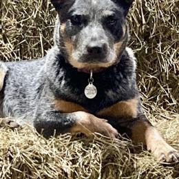 Australian Cattle Dogs from Stacie Doraty's Australian Cattle Dogs