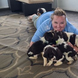 English Springer Spaniel Puppies from J&R Springers