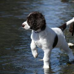 Drentsche Patrijshond and Spinone Italiano Puppies from Two Gun Kennels