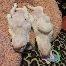 French Bulldog Puppies from De Lux Frenchies