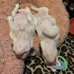 French Bulldog Puppies from De Lux Frenchies